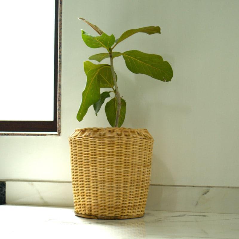 Buy Presley Natural Fibre Floor Planter Pots & Planters from Vaaree