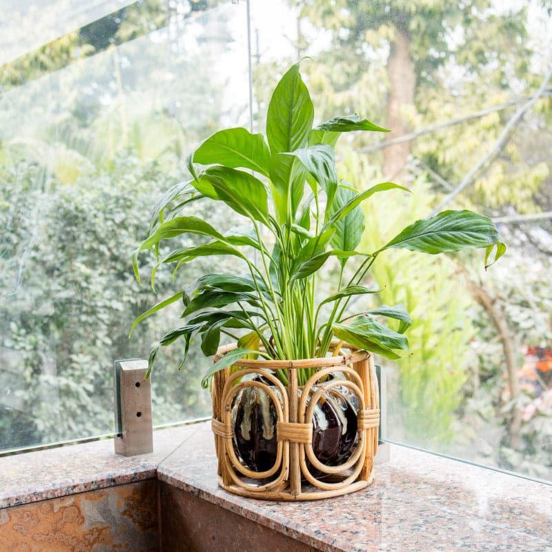 Buy Sawyer Natural Fibre Planter Pots & Planters from Vaaree