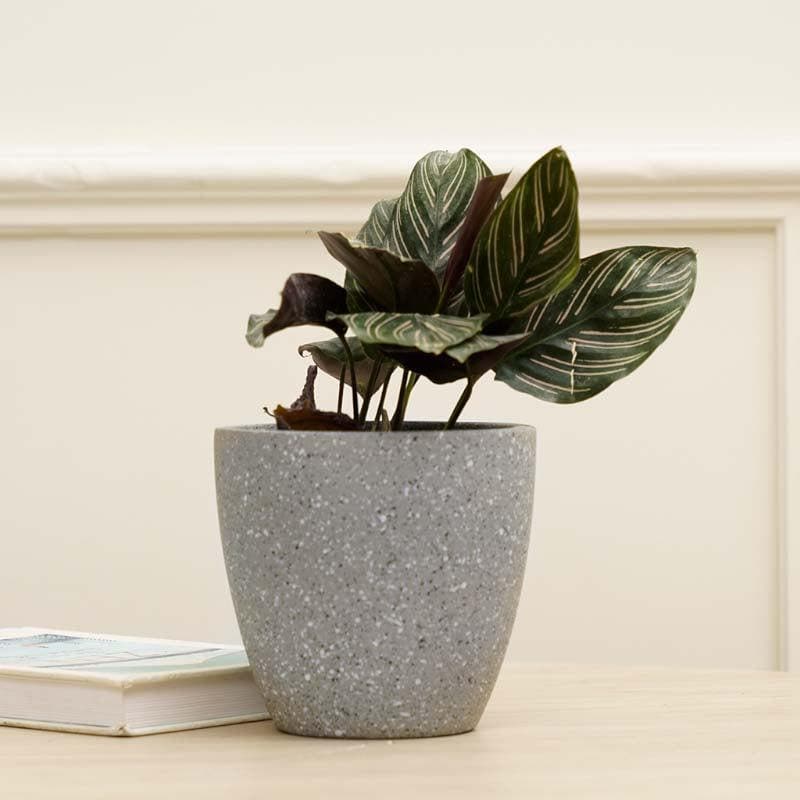 Buy Scarlett Textured Planter - Grey Pots & Planters from Vaaree