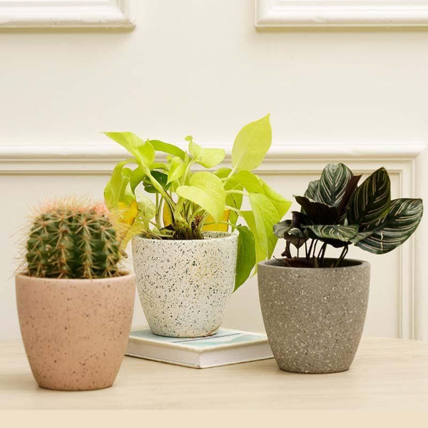 Buy Scarlett Textured Planters - Set Of Three Pots & Planters from Vaaree