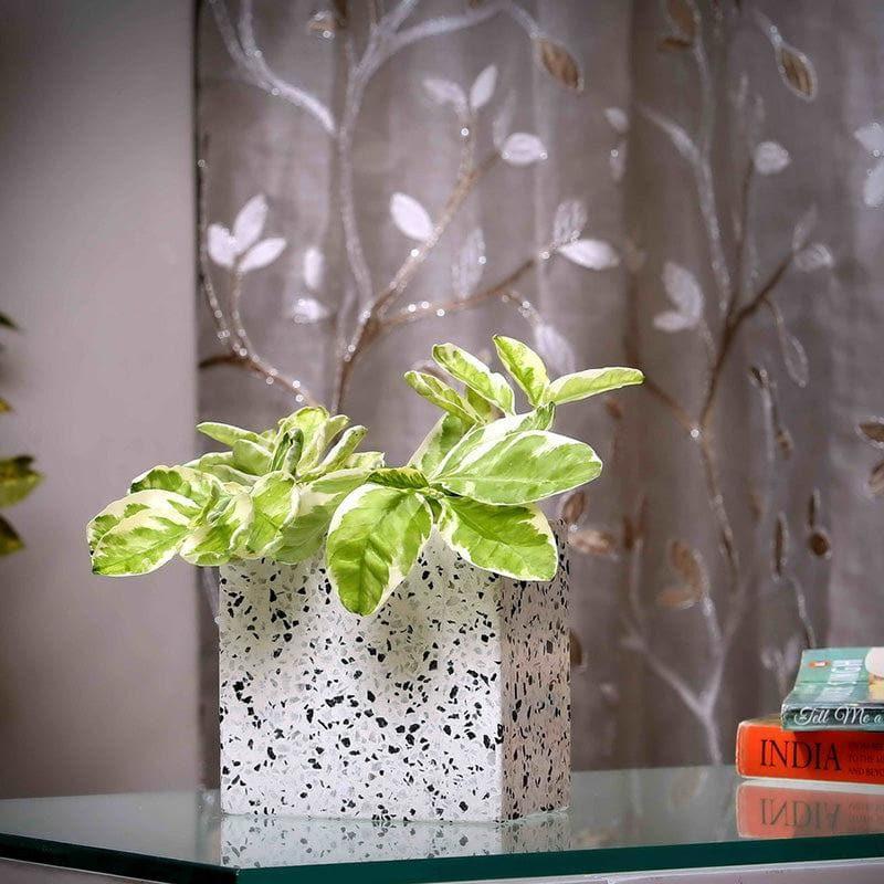 Buy Square Terrazzo Planter Pots & Planters from Vaaree