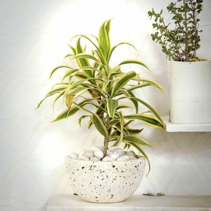 Buy Terrazzo Bowl Planter Pots & Planters from Vaaree