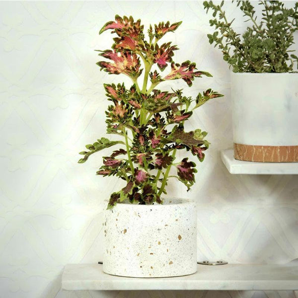 Pots & Planters - Terrazzo Cylindrical Planter - Small