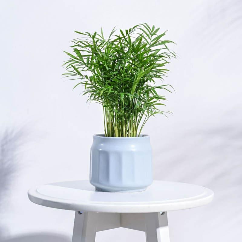 Buy Twila Ceramic Planter - Blue Pots & Planters from Vaaree