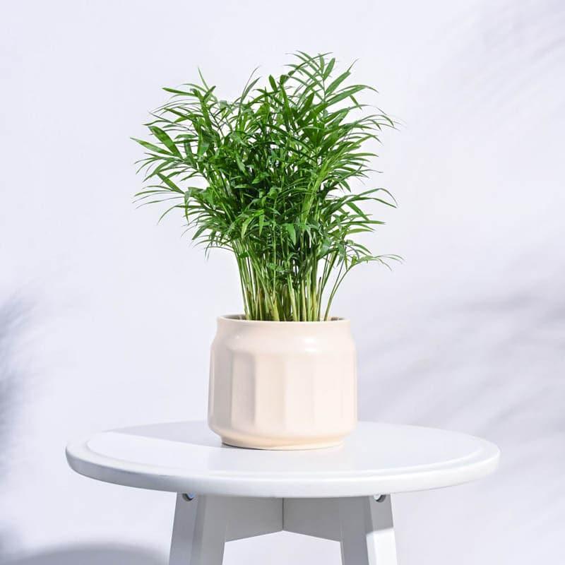 Buy Twila Ceramic Planter - Off White Pots & Planters from Vaaree