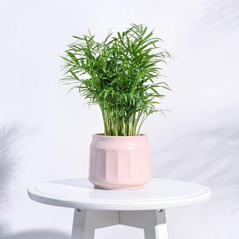 Buy Twila Ceramic Planter - Pink Pots & Planters from Vaaree