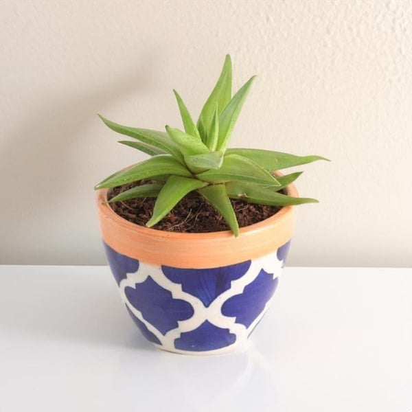 Buy Pots & Planters - Ugaoo Apple Rose Ceramic Pot (10 CM) - Blue at Vaaree online