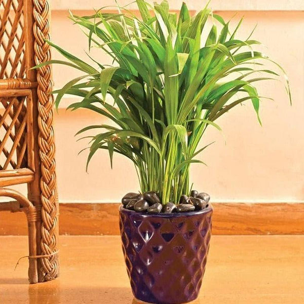 Buy Ugaoo Argyle Planter (16 CM) - Blue Pots & Planters from Vaaree