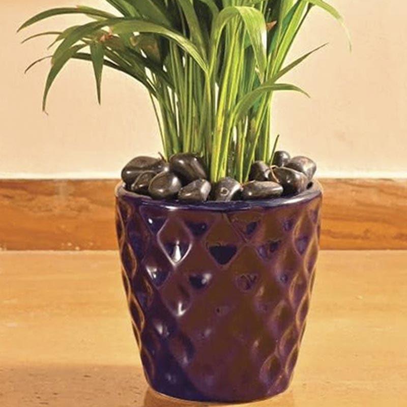 Buy Ugaoo Argyle Planter (16 CM) - Blue Pots & Planters from Vaaree