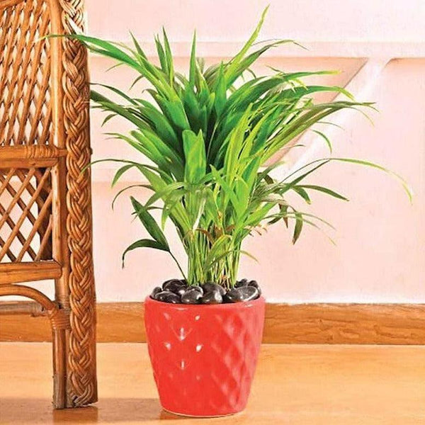 Buy Ugaoo Argyle Planter (16 CM) - Red Pots & Planters from Vaaree