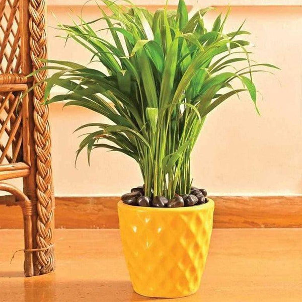 Buy Ugaoo Argyle Planter (16 CM) - White Pots & Planters from Vaaree