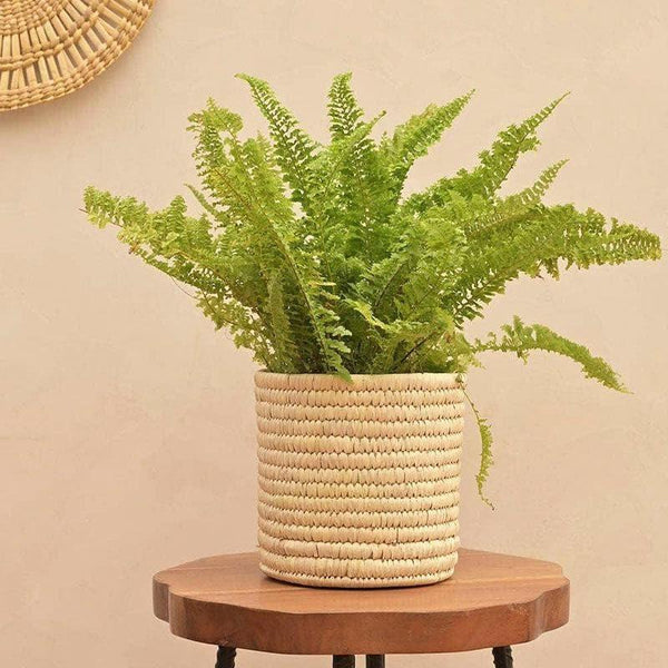 Buy Ugaoo Date Palm Planter - 17 CM Pots & Planters from Vaaree