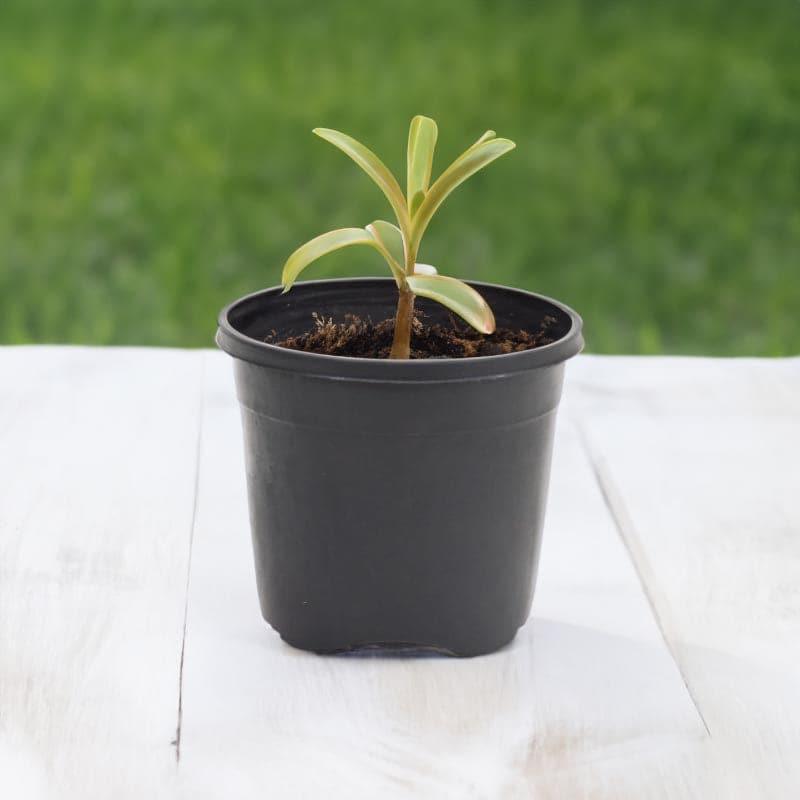 Buy Ugaoo Garden Black Plastic Pot (15.4 CM) - Set Of Three Pots & Planters from Vaaree