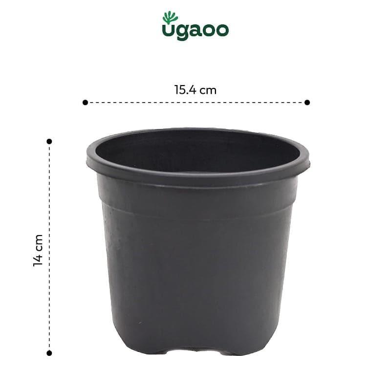 Buy Ugaoo Garden Black Plastic Pot (15.4 CM) - Set Of Three Pots & Planters from Vaaree