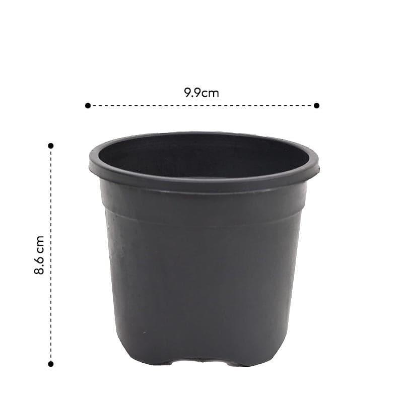 Buy Ugaoo Garden Black Plastic Pot (9.9 CM) - Set Of Twelve Pots & Planters from Vaaree