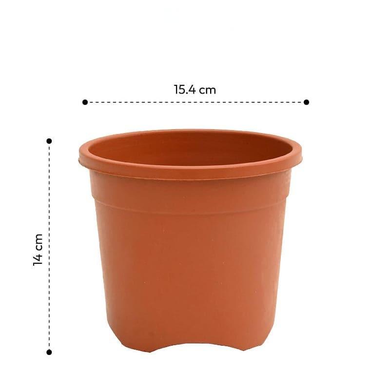 Buy Ugaoo Garden Brown Plastic Pot (15.4 CM) - Set Of Six Pots & Planters from Vaaree