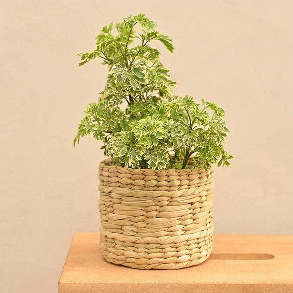 Buy Ugaoo Kauna Grass Basket Planter - 12 CM Pots & Planters from Vaaree