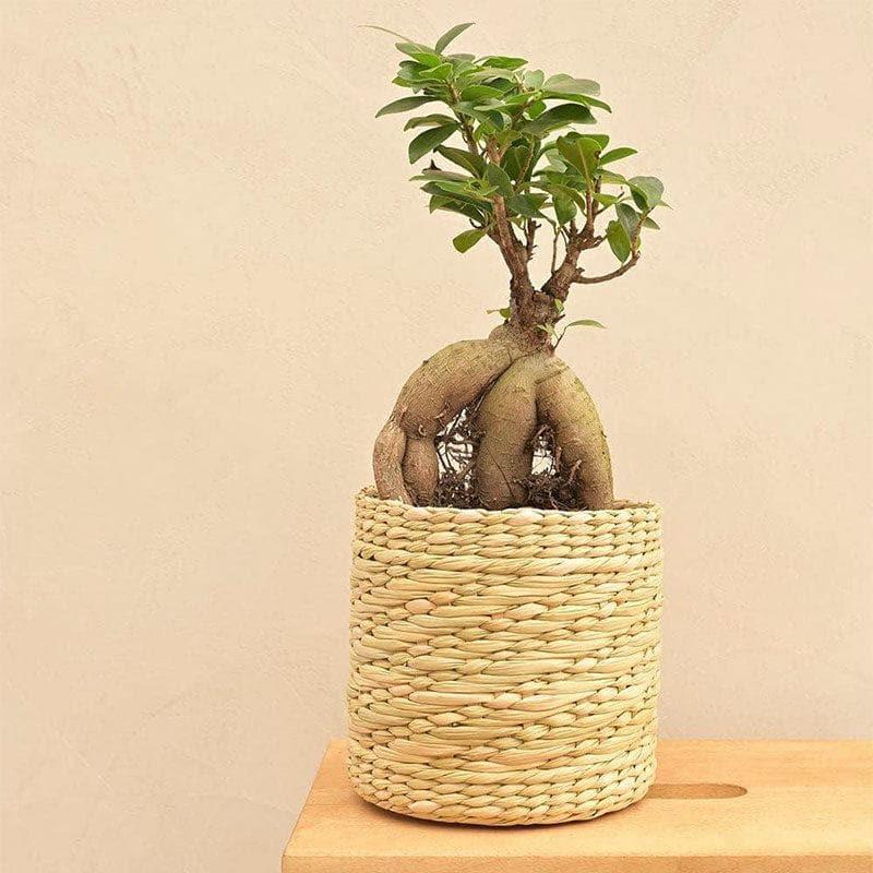 Buy Ugaoo Kauna Grass Basket Planter - 16 CM Pots & Planters from Vaaree