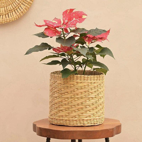 Buy Ugaoo Kauna Grass Planter - 21 CM Pots & Planters from Vaaree