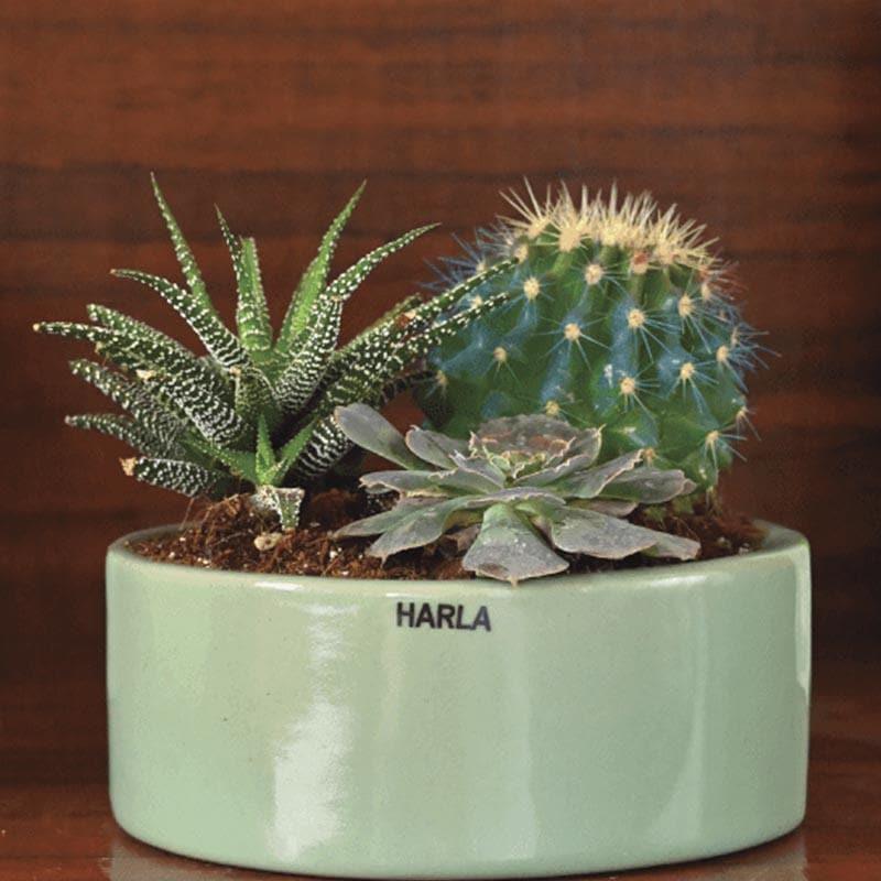 Buy Ugaoo Lilac Stories Ceramic Pot (17.5 CM) - Aqua Green Pots & Planters from Vaaree