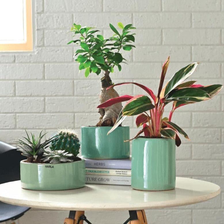 Buy Ugaoo Lilac Stories Ceramic Pot (Aqua Green) - Set Of Three Pots & Planters from Vaaree