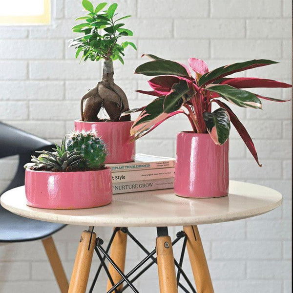 Buy Ugaoo Lilac Stories Ceramic Pot (Magenta) - Set Of Three Pots & Planters from Vaaree