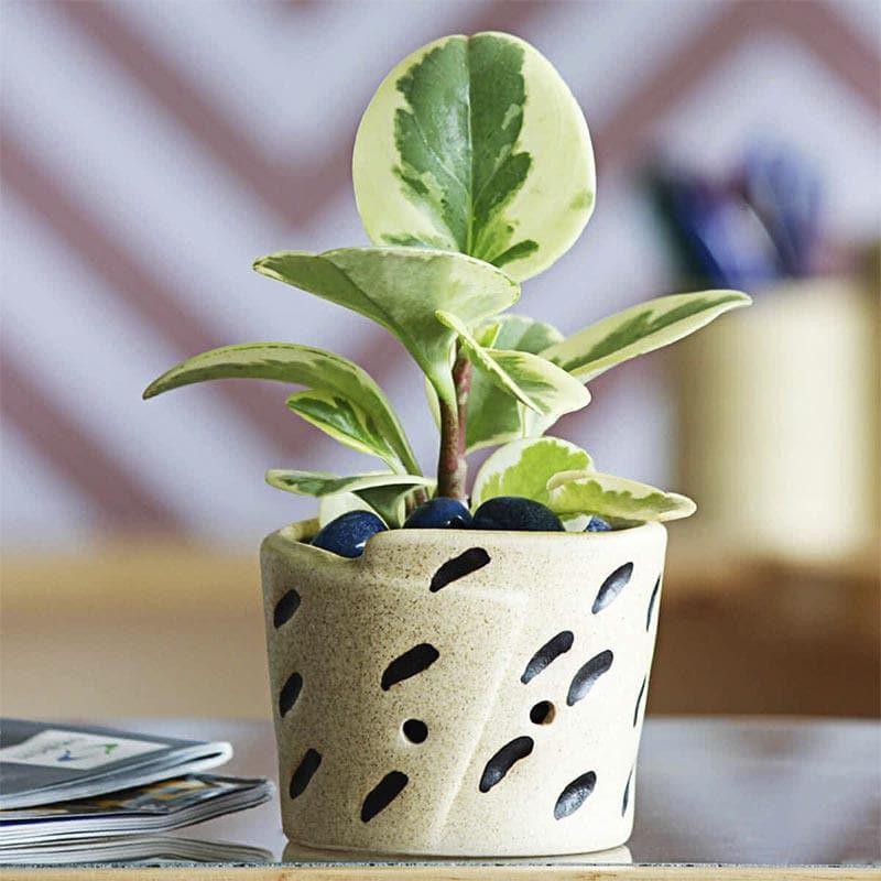 Buy Ugaoo Melon Ceramic Pot - Beige Pots & Planters from Vaaree