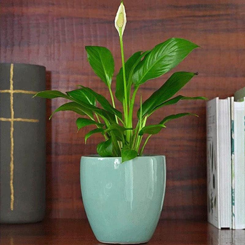 Buy Ugaoo Natures Hum Ceramic Pot - Aqua Pots & Planters from Vaaree