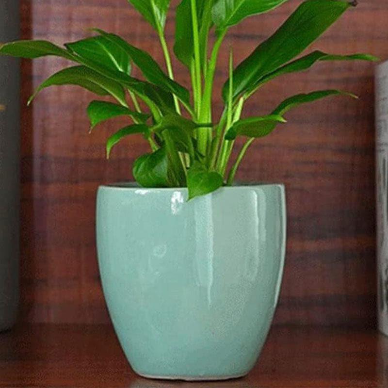 Buy Ugaoo Natures Hum Ceramic Pot - Aqua Pots & Planters from Vaaree