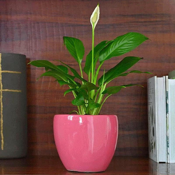 Buy Ugaoo Natures Hum Ceramic Pot - Magenta Pots & Planters from Vaaree