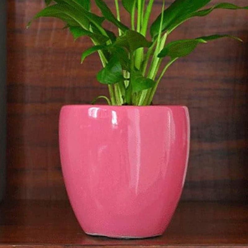 Buy Ugaoo Natures Hum Ceramic Pot - Magenta Pots & Planters from Vaaree