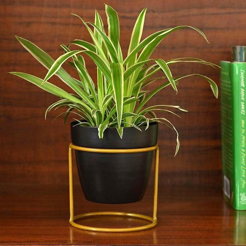 Buy Ugaoo Nyx Floor Metal Planter - Black Pots & Planters from Vaaree