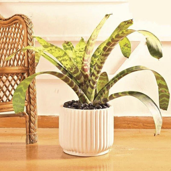 Buy Ugaoo Phoenix Ceramic Pot (25 CM) - White Pots & Planters from Vaaree