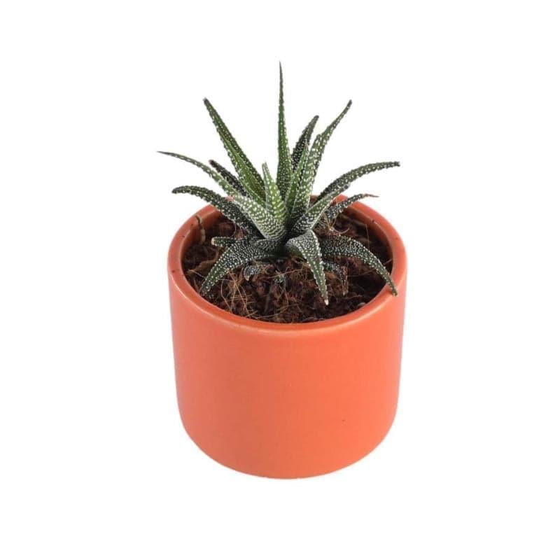 Buy Ugaoo Pipe Orange Ceramic Pot Pots & Planters from Vaaree