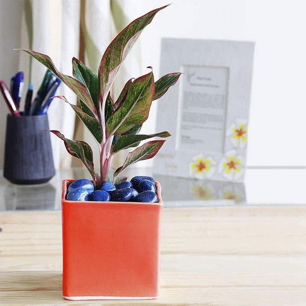 Buy Ugaoo Red Ceramic Pot Pots & Planters from Vaaree