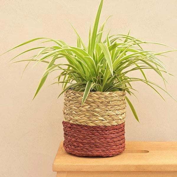 Buy Ugaoo Sabai Grass Maroon Planter - 15 CM Pots & Planters from Vaaree