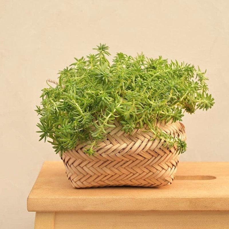 Buy Ugaoo Sitalpati Planter - 16 CM Pots & Planters from Vaaree