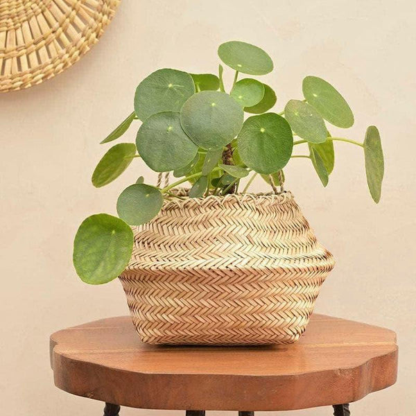 Buy Ugaoo Sitalpati Planter - 25 CM Pots & Planters from Vaaree