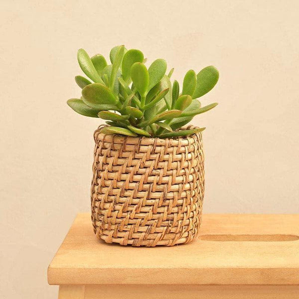 Buy Ugaoo Square Cane Planter (10 CM) - Brown Pots & Planters from Vaaree