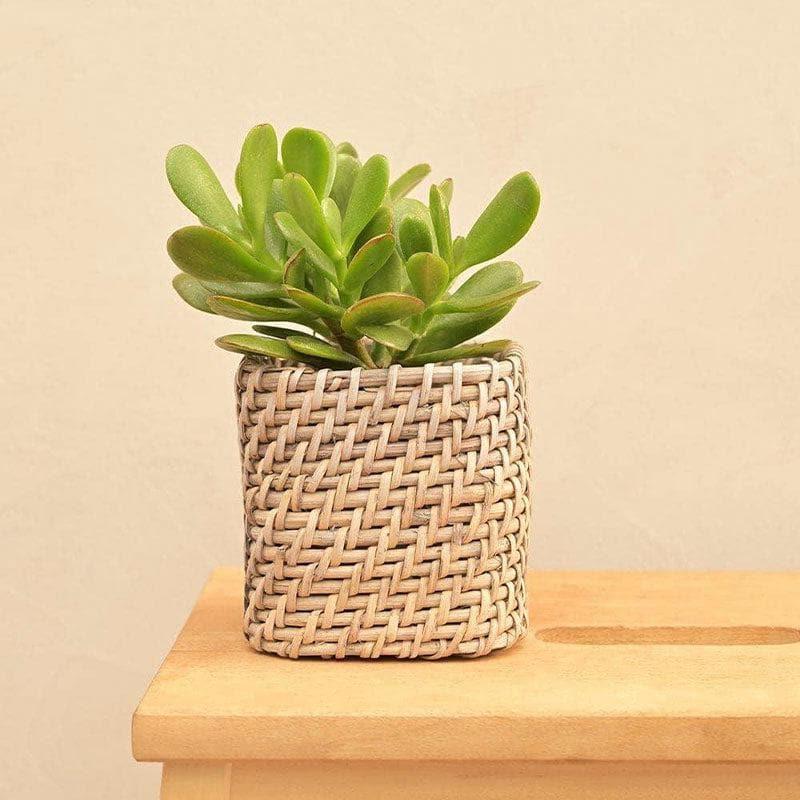 Buy Ugaoo Square Cane Planter (10 CM) - Grey Pots & Planters from Vaaree