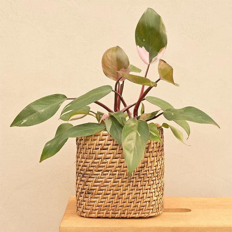 Buy Ugaoo Square Cane Planter (15 CM) - Brown Pots & Planters from Vaaree