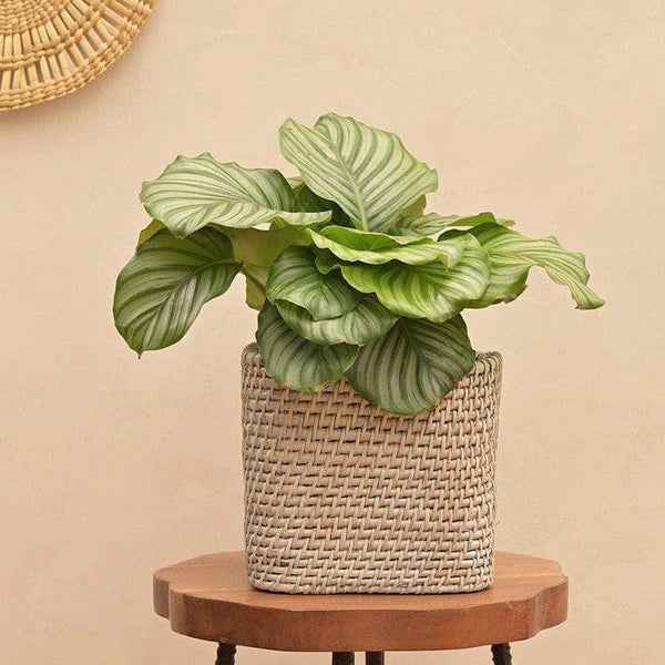 Buy Ugaoo Square Cane Planter (20 CM) - Grey Pots & Planters from Vaaree