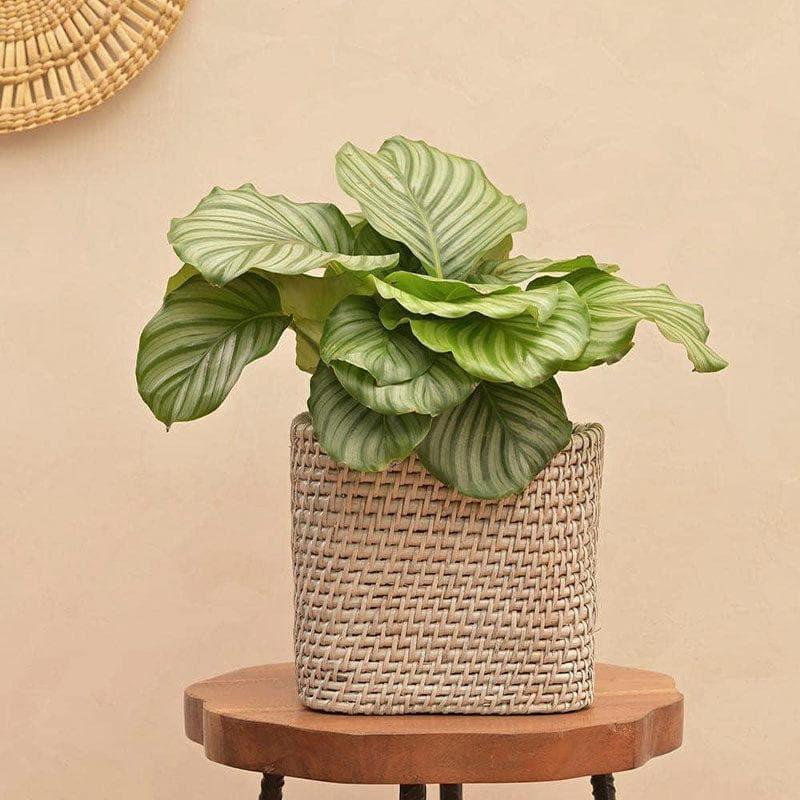 Buy Ugaoo Square Cane Planter (20 CM) - Grey Pots & Planters from Vaaree