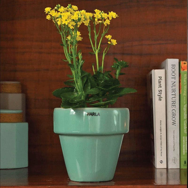 Buy Ugaoo The Dream Ceramic Pot (13 CM) - Aqua Green Pots & Planters from Vaaree