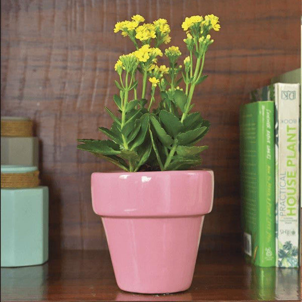 Buy Ugaoo The Dream Ceramic Pot (13 CM) - Magenta Pots & Planters from Vaaree