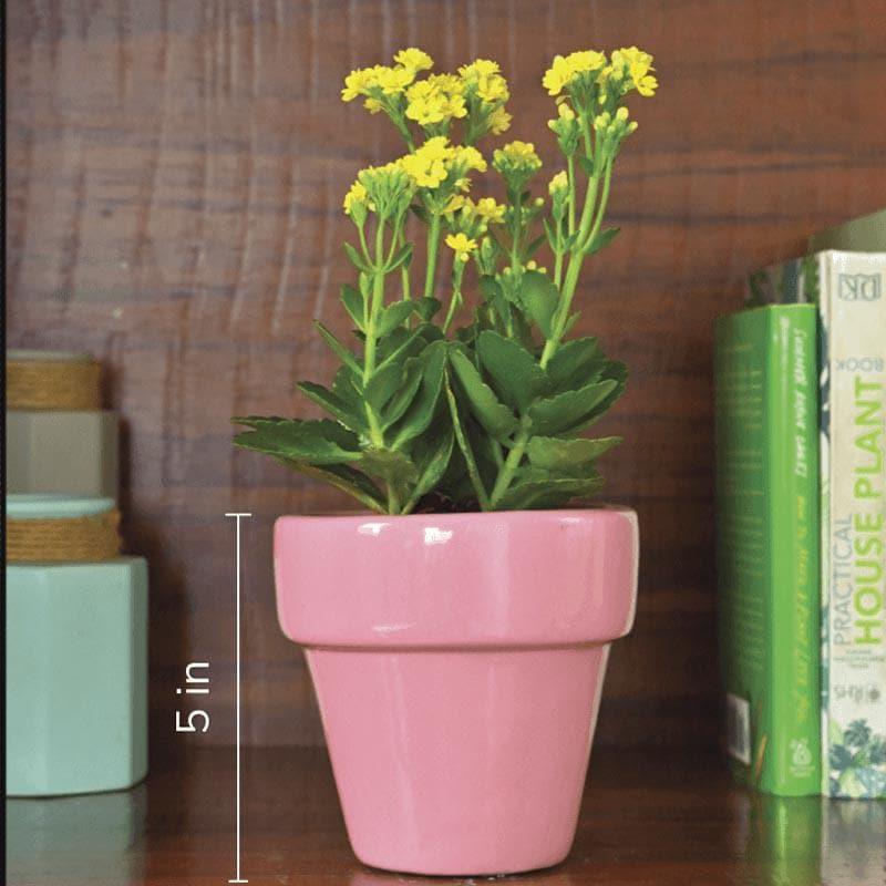 Buy Ugaoo The Dream Ceramic Pot (13 CM) - Magenta Pots & Planters from Vaaree