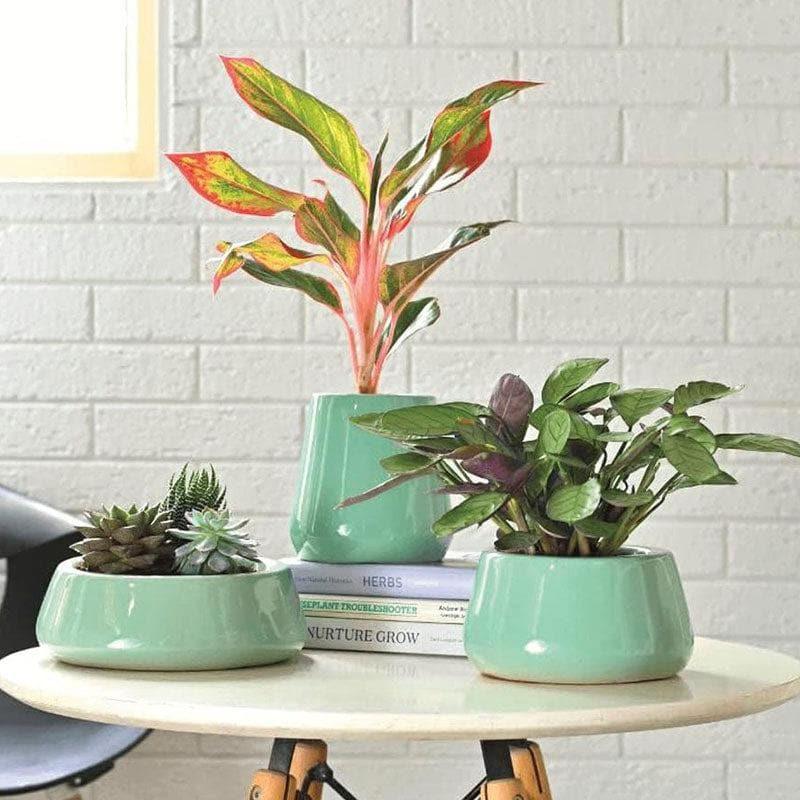 Buy Ugaoo Tulip Fantasy Ceramic Planter (Aqua) - Set Of Three Pots & Planters from Vaaree