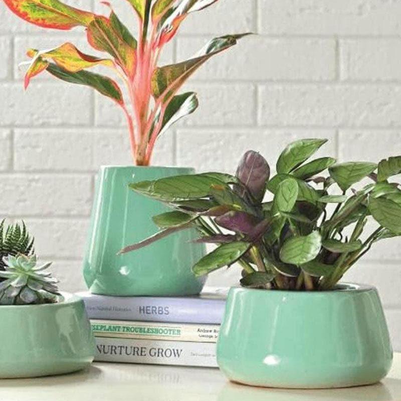 Buy Ugaoo Tulip Fantasy Ceramic Planter (Aqua) - Set Of Three Pots & Planters from Vaaree