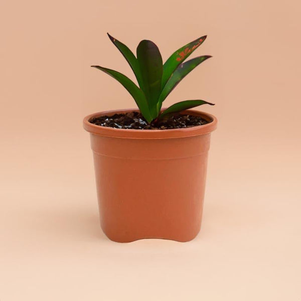 Buy Ugaoo UV Treated Brown Plastic Pot (20 CM) - Set Of Three Pots & Planters from Vaaree