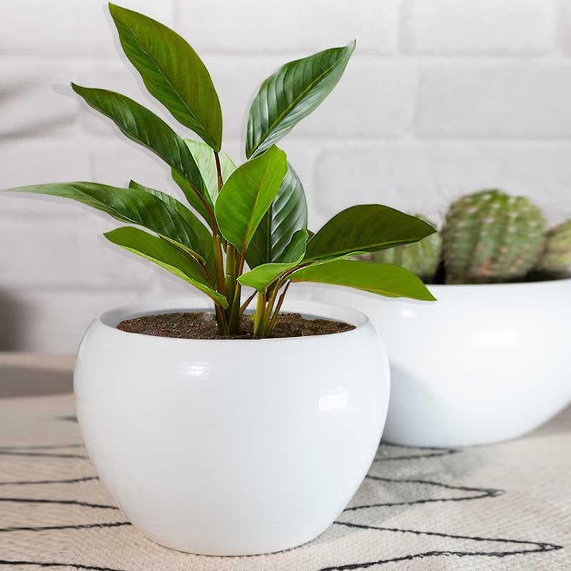 Buy Whimsical White Planters - Set Of Two Pots & Planters from Vaaree